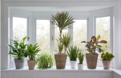 Zimmerpflanzen vorm Fenster
