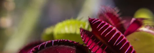 Fleischfressende Pflanzen