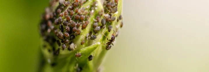 Blattläuse auf Pflanze