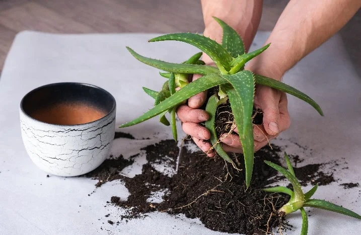 Aloe Vera umtopfen: Schritt fr Schritt