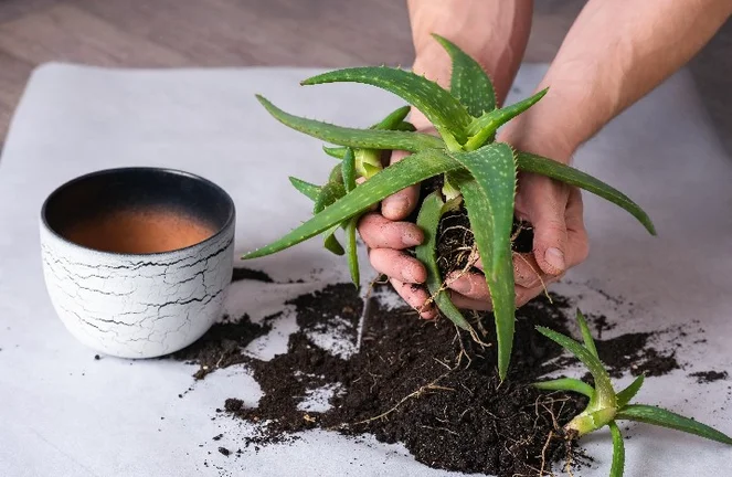 Aloe Vera umtopfen: Schritt fr Schritt