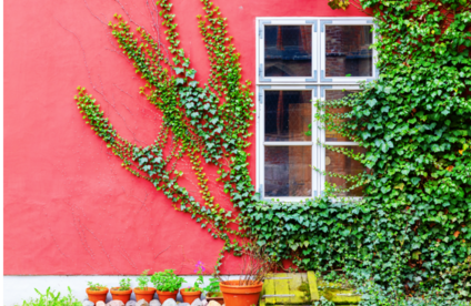 RT Wohnung kuehlen Kletterpflanzen 20 27 717x467 Kletterpflanzen an Außenwand von Haus