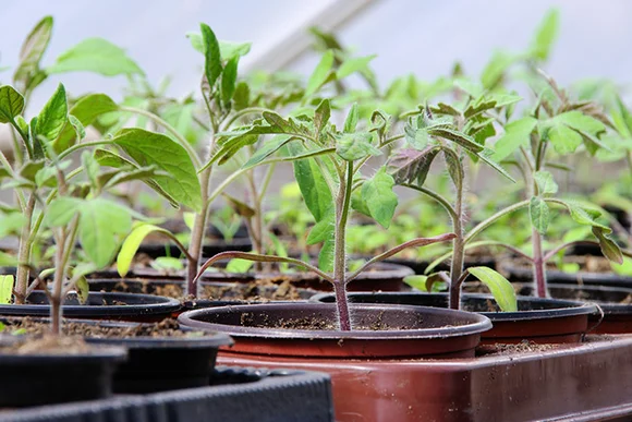 Tomatensetzlinge in Töpfen