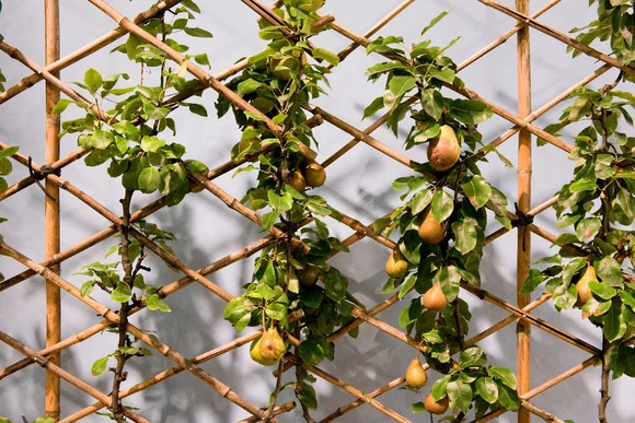 Birnenbaum an Bambusspalier