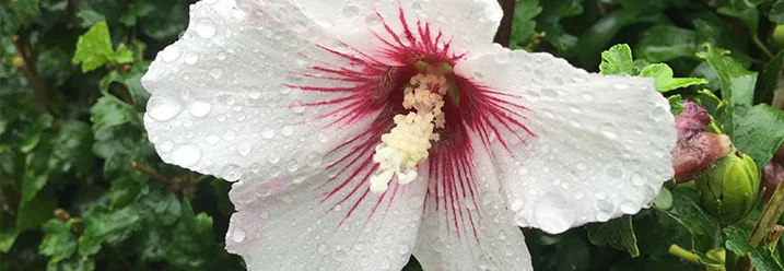 Weiße Hibiskusblüte mit Regentropfen