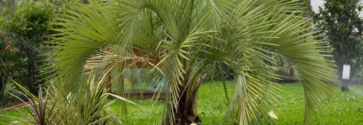 Eine Palme in einem Garten.