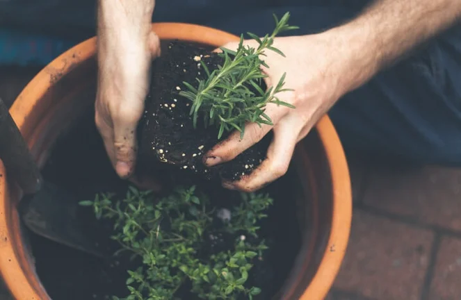 Rosmarin pflanzen und pflegen: im Garten und im Topf
