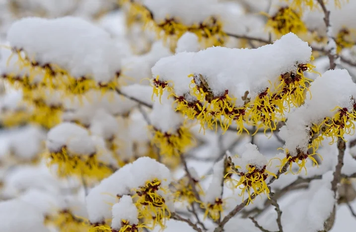 Diese Blumen blhen im Winter + Pflegetipps