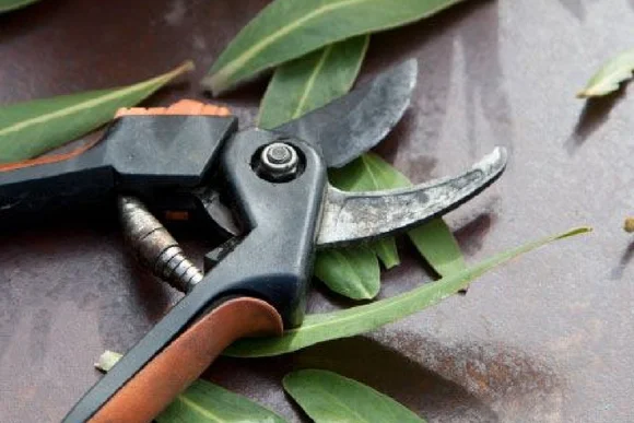 Gartenschere und Blätter