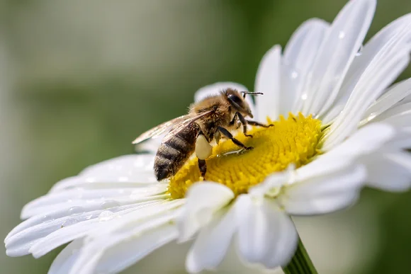 Biene auf weißer Margerite