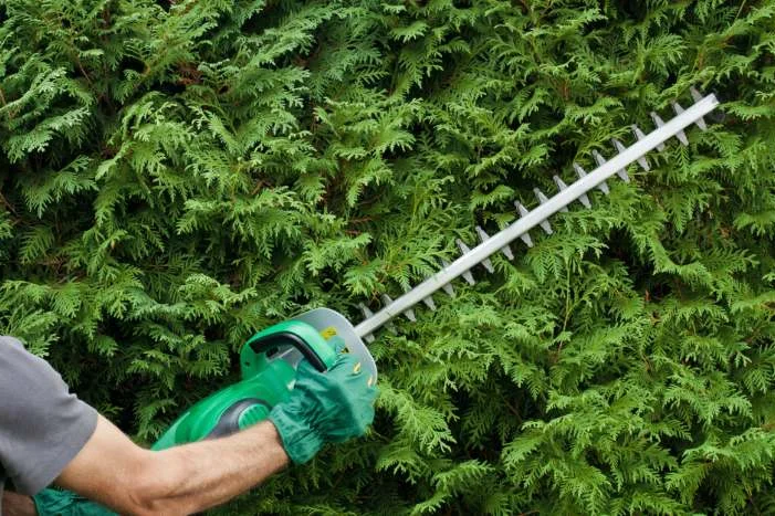 Person schneidet Hecke mit Heckenschere