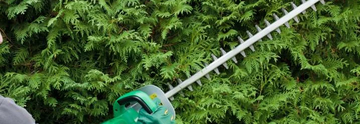 Person schneidet Hecke mit Heckenschere