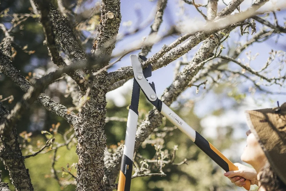 Person schneidet mit Astschere einen Ast