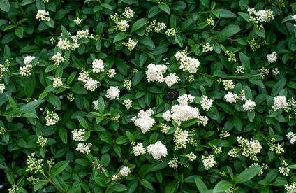 Heckenarten Eine leuchtend grüne Hecke mit weißen Blüten.