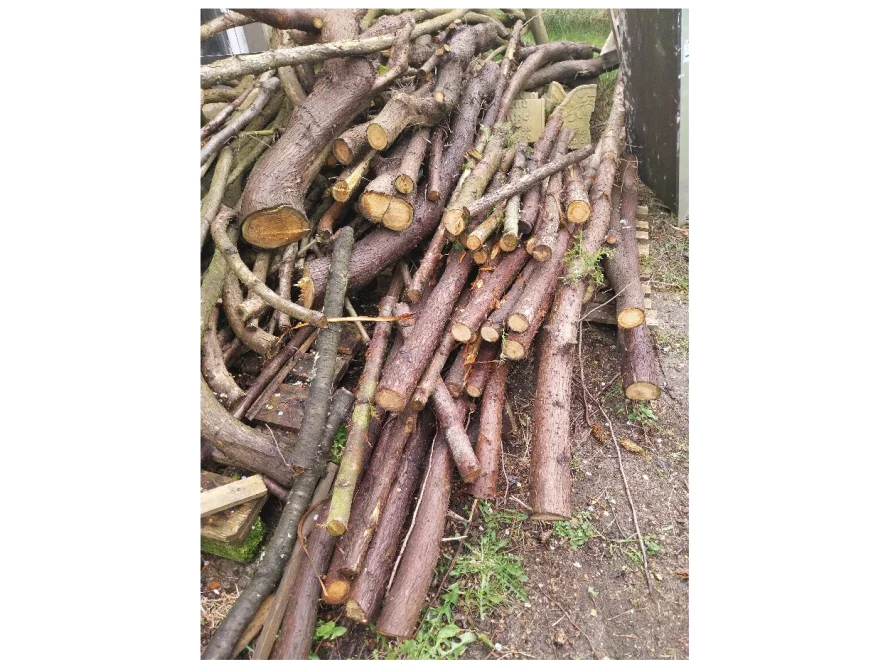 Ein Haufen Baumstämme