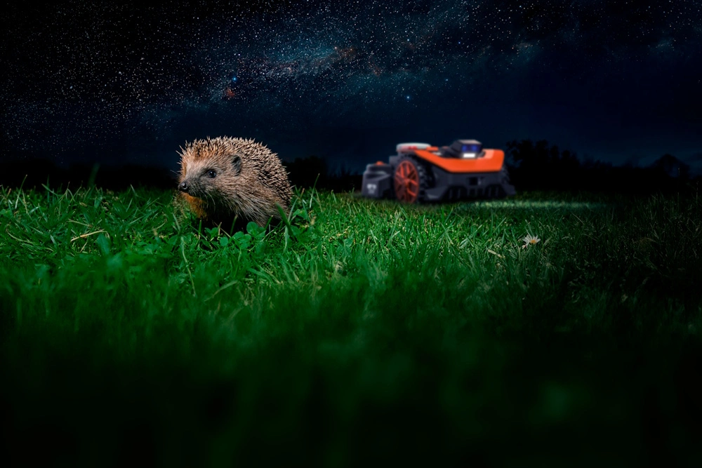 Ein Igel und ein Mähroboter auf einem Rasen bei Nacht