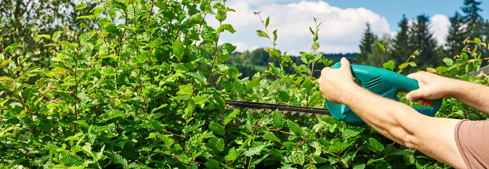 Person schneidet Hecke mit Heckenschere