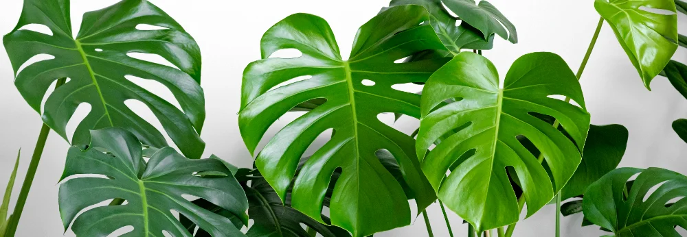 Große grüne Monstera-Blätter