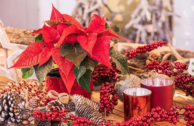Weihnachtsstern: Standort, Pflege & Tipps | toom Baumarkt