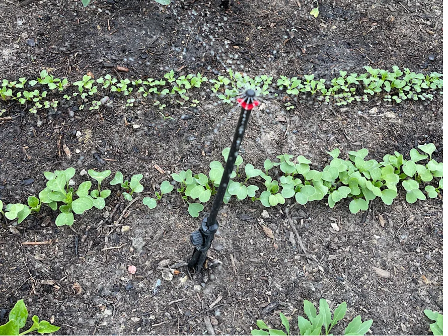 Sprinkler bewässert junge Pflanzen