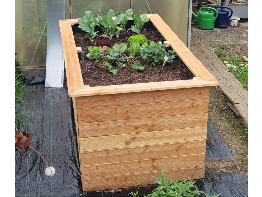 Holzbeet mit jungen Pflanzen