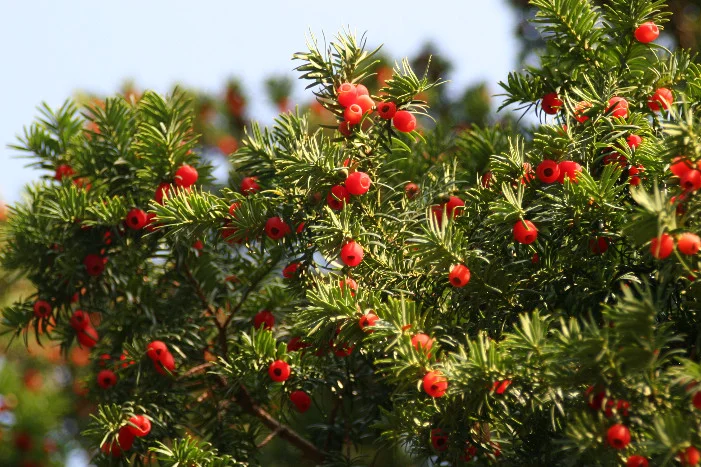 Nahaufnahme von Eibe mit roten Beeren