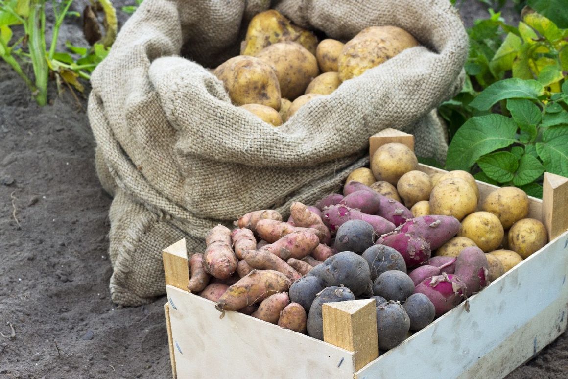 verschiedene Kartoffelknollen in Sack und Kiste