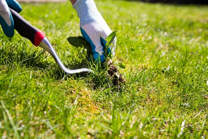 Hand entfernt Unkraut mit Unkrautstecher
