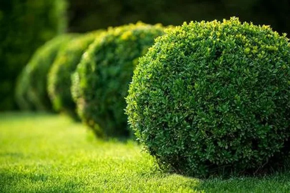 Buchsbaumkugeln am Rasen