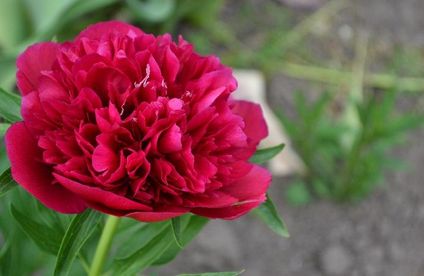 Pflanzen für deinen Bauerngarten Rote Pfingstrose