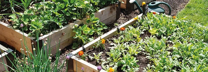Holzbeete mit verschiedenen Pflanzen