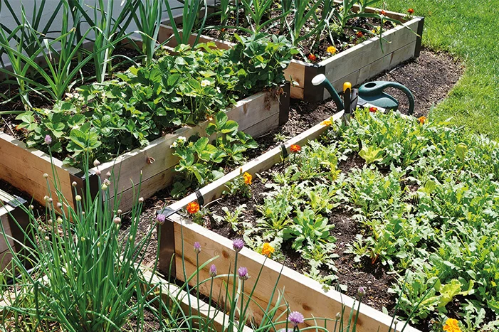 Holzbeete mit verschiedenen Pflanzen