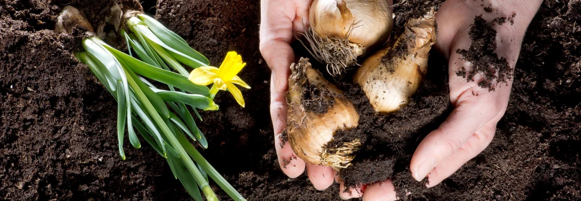 Hände pflanzen Blumenzwiebeln in die Erde
