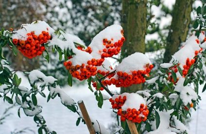 Rote Teppichbeere bedeckt mit Schnee
