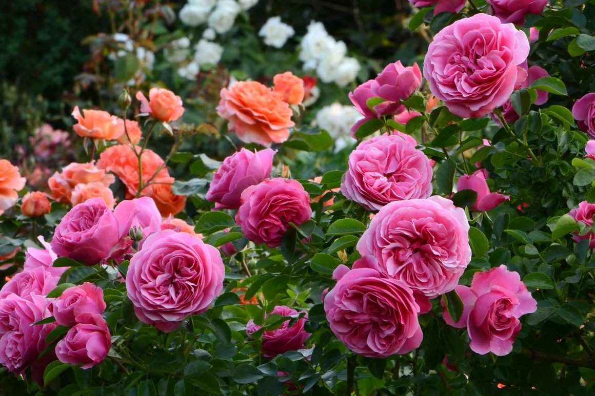 Rosa Rosenblüten an einem Rosenstrauch