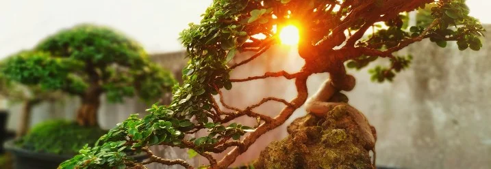 Zwei Bonsai Bäume im Sonnenuntergang