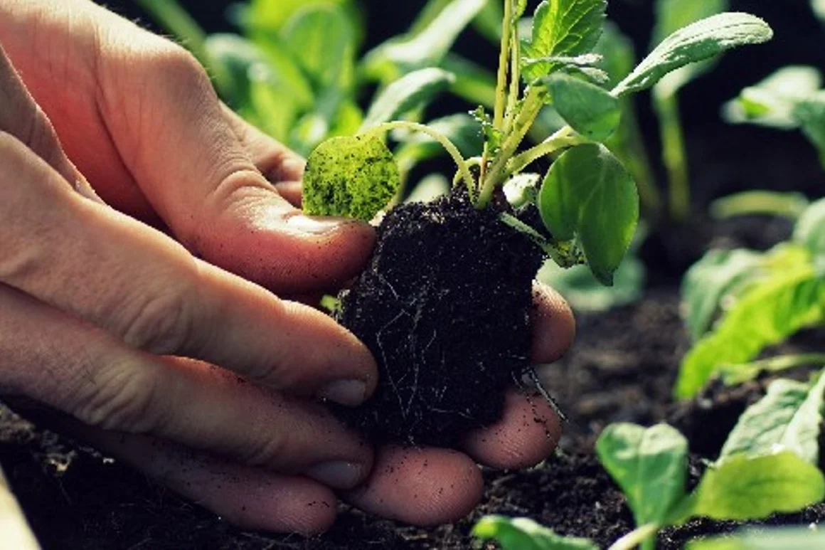 Hände pflanzen Setzling in die Erde