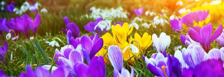 Krokusse in Lila und Gelb