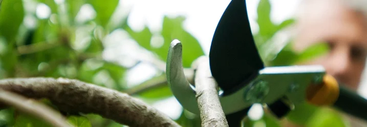 Gartenschere schneidet Ast