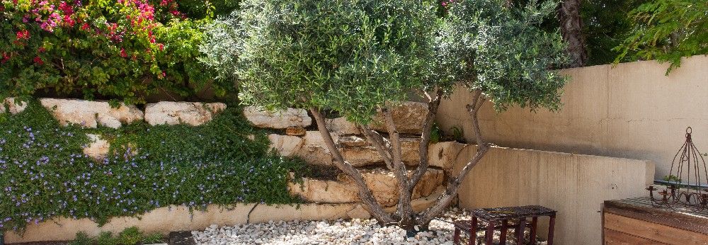 Ein großer Olivenbaum in einem mediterranen Garten.