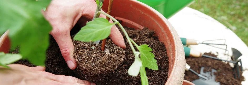 Person pflanzt Tomate in Topf