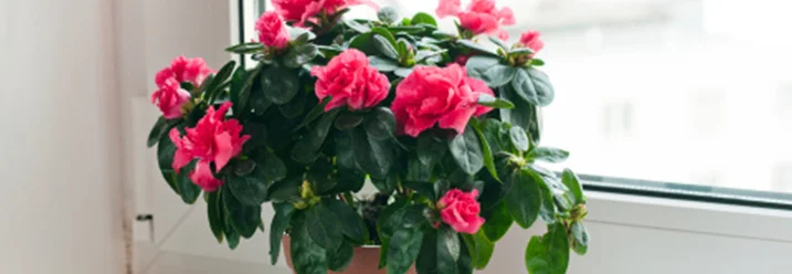 Rosafarbene Azalee am Fenster