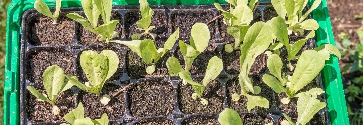 Salatsetzlinge in Anzuchtsschale