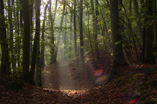 Sonnenstrahlen im Wald