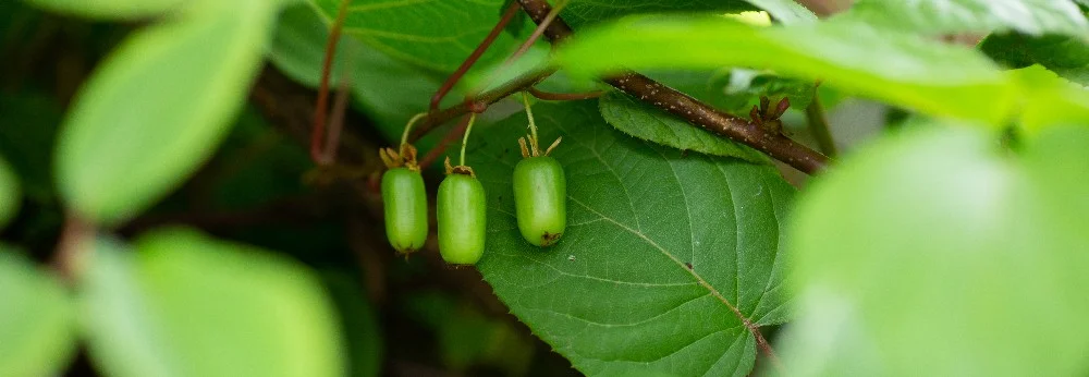 Drei Kiwis an einem Ast