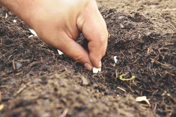 Hand sät Samen in die Erde