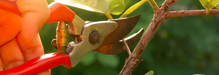 Hand beschneidet Ast mit Gartenschere