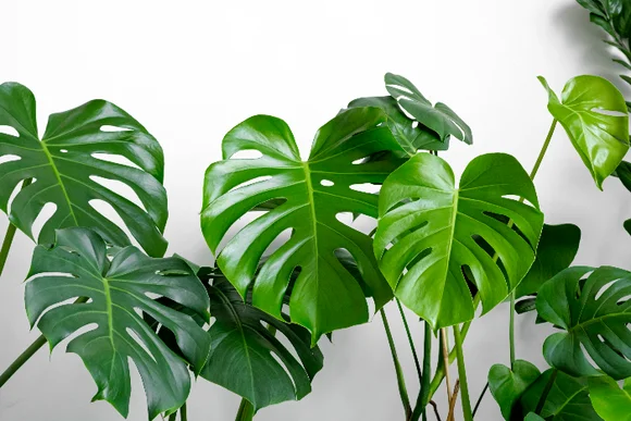 Grüne Monstera Blätter