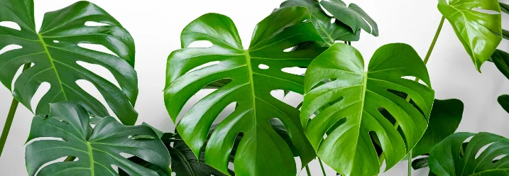 Grüne Monstera Blätter