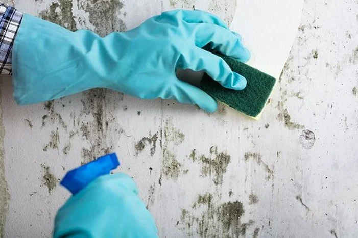 Hand reinigt Schimmel mit Schwamm